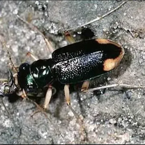 thumbnail for publication: Tiger Beetles of Florida, Cicindela spp., Megacephala spp. (Insecta: Coleoptera: Carabidae: Cicindelinae)